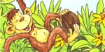 Coco Schnipp (Amigo)