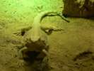 Exotarium