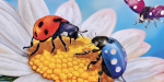 Lady Bugs (Queen Games)