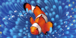 Riffwelten (Strohmann Games)