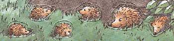 die nachtaktive Igel sind wieder daheim