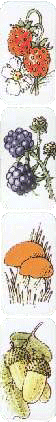 Früchtekarten