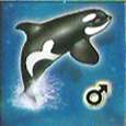 Orca