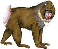 Mandrill