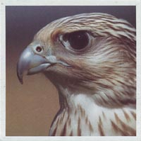 Adler